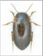 Hydroporus obsoletus.jpg