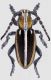 Ib. circumcinctum male RED firm.jpg