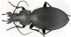 Carabus.jpg