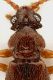 Pselaphidae_Maccarese_2-XI-2012_2,1mm_ant.jpg