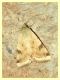 Noctuidae - Anzio.12.10.2012 (5).jpg