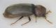 Anobiidae 2a - Policoro.jpg