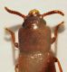 A Palorus2 3mm Ziribega.JPG