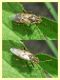 Rhopalidae - Roma - Rebibbia - Aniene - 15.10.2012.jpg