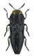Cratomerus sp. - Grecia-Peloponneso-Sparti, Loc.Mistras-23-VI-2007-legit Enrico Grazioli-Dorso.JPG