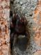 Terre Perse 9.XI.2012 128a.jpg