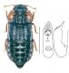Micropeplus staphylinoides (Marsham, 1802).jpg