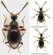 Scydmaenidae_Maccarese_2-XI-2012_1,35mm_grey.jpg