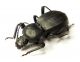 S. aegyptiacus 03.jpg