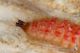 IMG_5707_larva.JPG