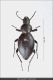 Tentyria_grossa.jpg