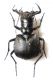 Manticora scabra 01.jpg
