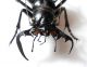 Manticora scabra 02.jpg