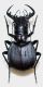 Manticora scabra Klug, 1849.JPG