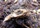 5-DSCF0068,ok,It.jpg