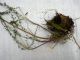 2-DSCN2977,ok,It.jpg