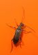 Cechia_1165 Cerambycidae Grammoptera ruficornis.JPG