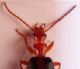 Brachinus 1 testa.jpg