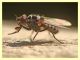 Anthomyiidae - Anzio - 28.2.2012.JPG