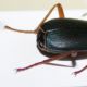 brachinus immaculicornis.jpg