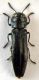 Agrilus betuleti.JPG