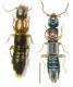 Sunius propinquus (Brisout, 1867).JPG