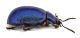 Comb0511_21jcr.jpg