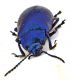Comb0512_26jcr.jpg