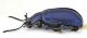 Comb0502_17jcr.jpg