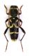 Clytus sp.jpg