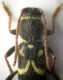 Clytus sp2.jpg