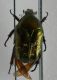carabus gran interst.jpg