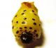 Larva su salix 1.jpg