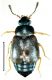Proteinus crenulatus Pandellé, 1867.jpg