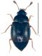 Proteinus atomarius Erichson, 1840.jpg