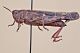 locusta1_1024.jpg