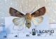 Agrotis-sp.jpg