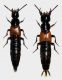 Philonthus nitidus (Fabricius, 1787).JPG