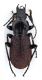 Comb0522_12jcr.jpg