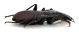 Comb0523_17jcr.jpg