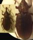 curculionidae.jpg