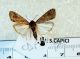Spodoptera exigua  cf.jpg