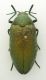 Julodis_Agdz.jpg