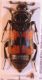 Nicrophorus sp. 2.JPG