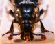 Nicrophorus sp. 4.JPG