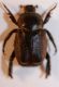 Hoplia 1.JPG