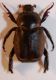 Hoplia 2.JPG