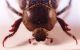 Hoplia 3.JPG
