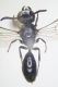 Psenulus04.jpg