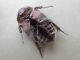 Protaetia_(Potosia)_cuprea cuprea (1).jpg